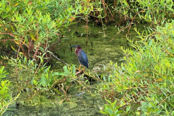 07142025 Heron