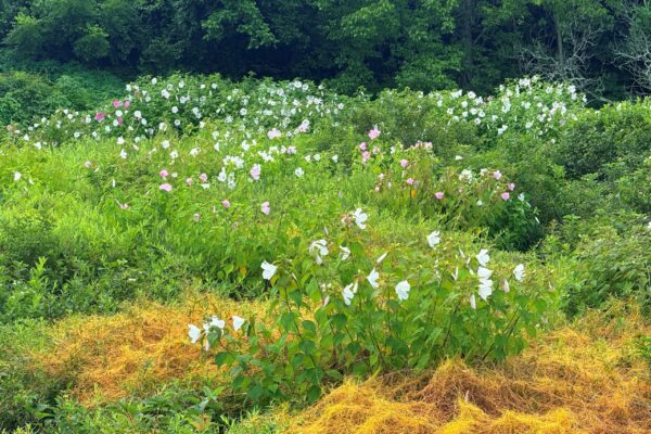 07142025 Marsh Mallow Blooms